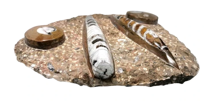 Orthoceras deska s amonitem 2,8 kg, 24x25 cm