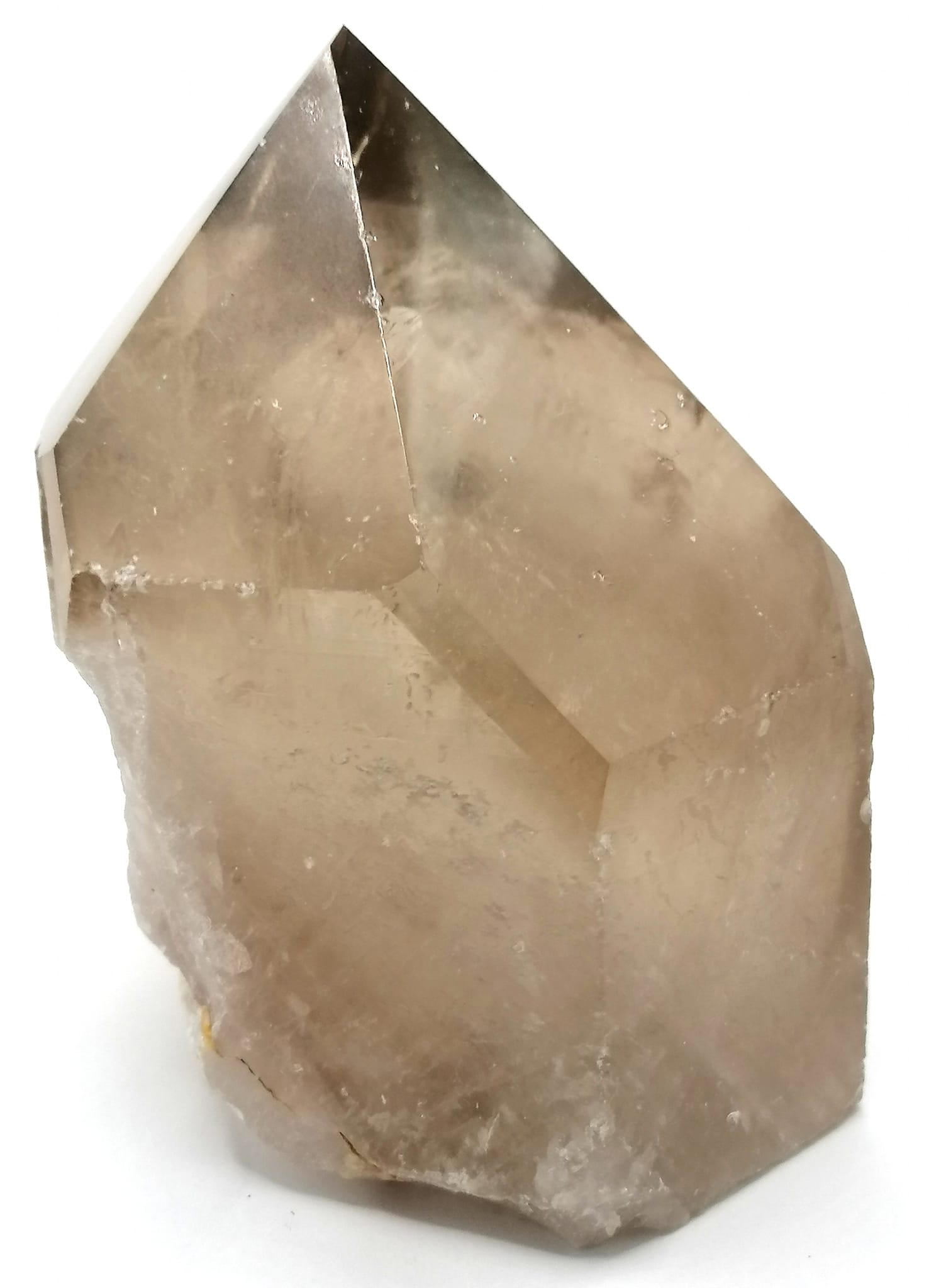 Záhnědová špice obří - 11,5 cm