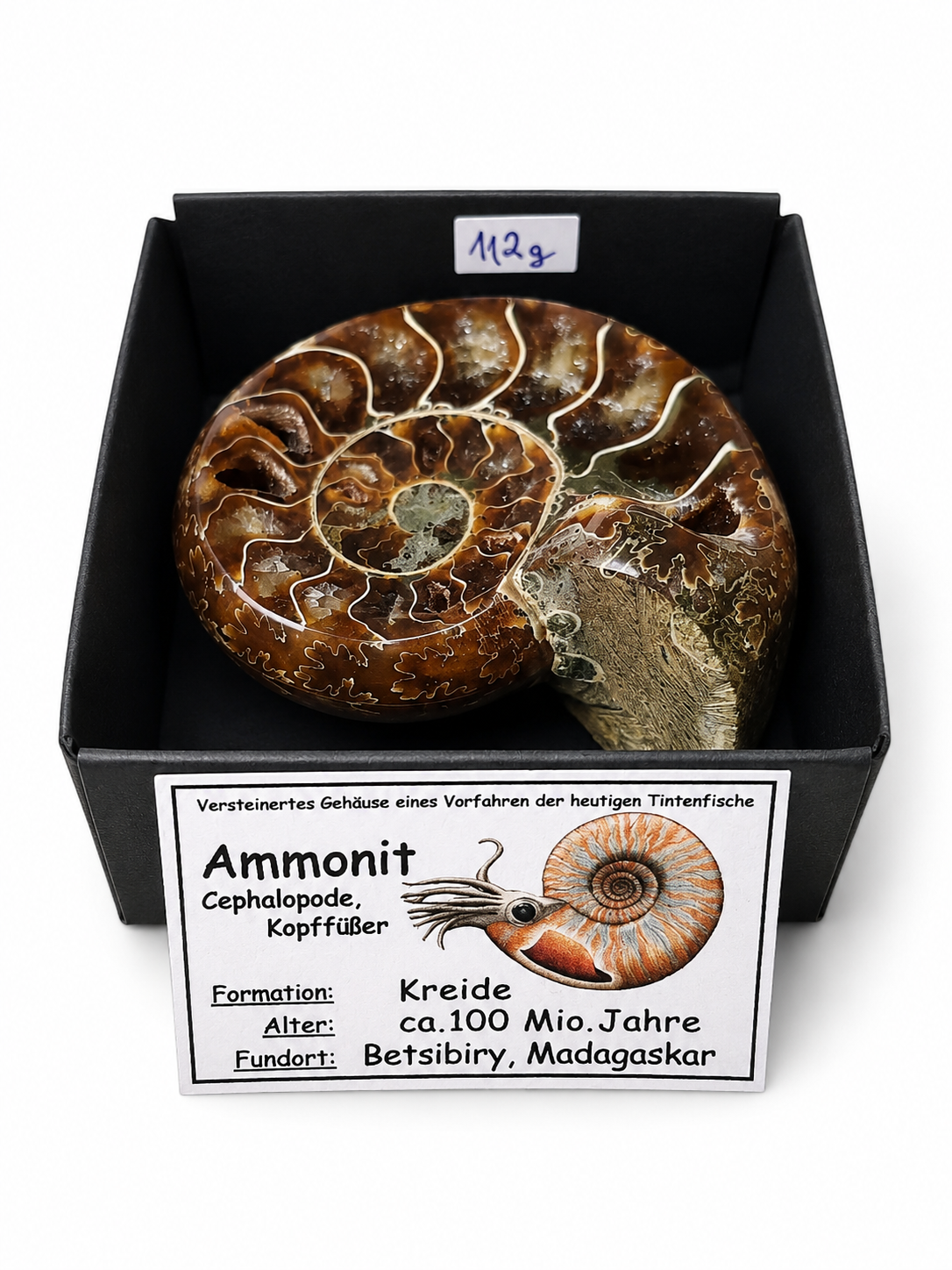 Amonit – leštěná fosilie z Madagaskaru, 109 g