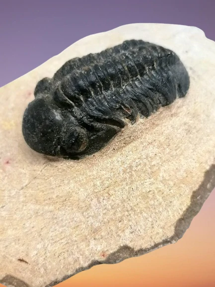 Trilobit Phacops 125 g