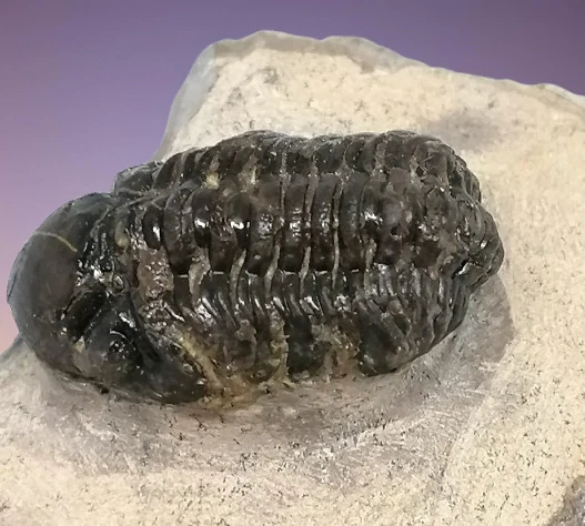 Trilobit Phacops 81 g