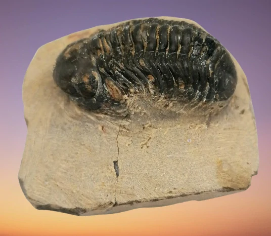 Trilobit Phacops 59,6 g