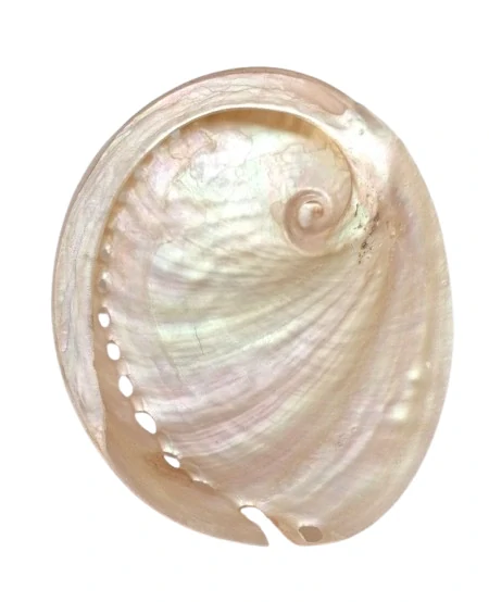 Novinka exkluzivní mušle Paua světlá 14 cm