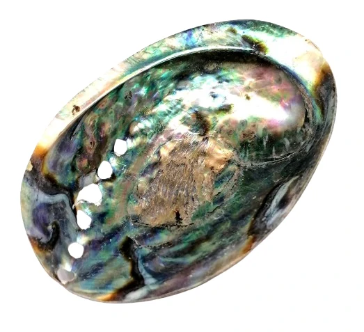 Exkluzivní mušle Paua-Abalone 12,5 cm, Nový Zéland