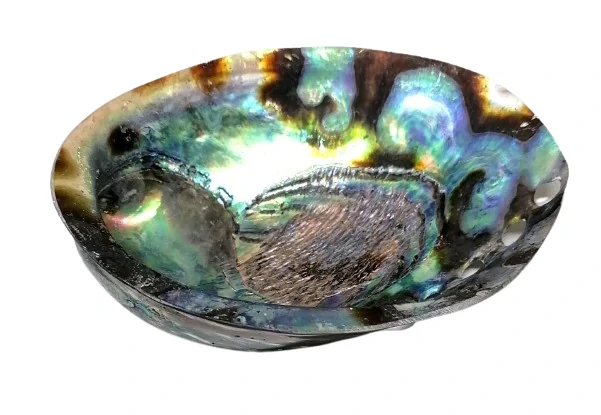 Exkluzivní mušle Paua-Abalone 12 cm, Nový Zéland