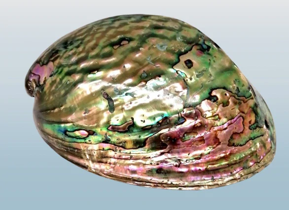 Vykuřovací miska na svazky - natur Paua abalone