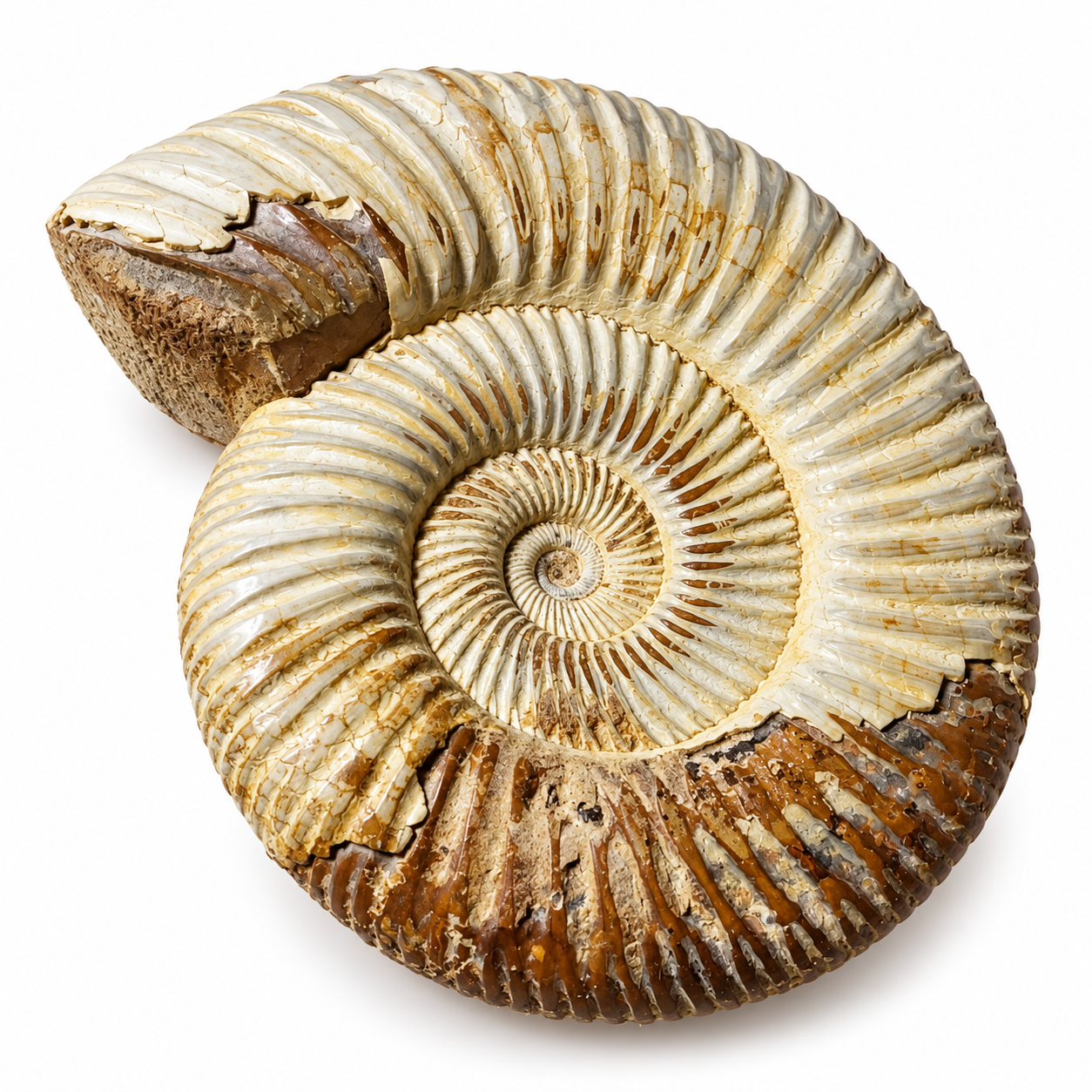 Amonit přírodní velký 285 g