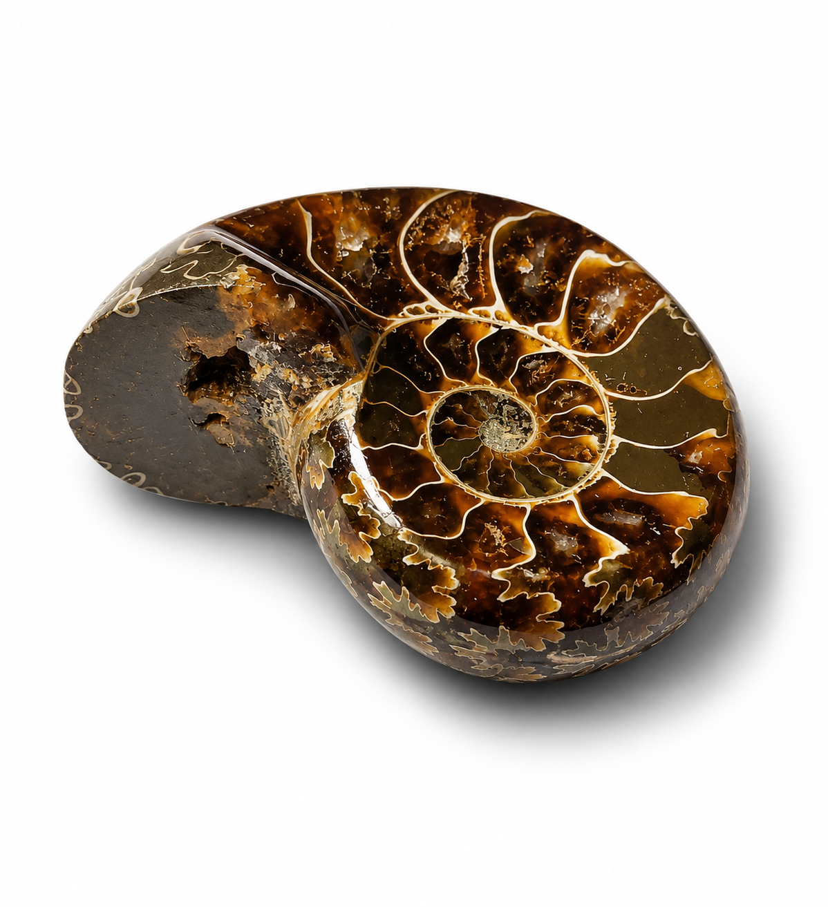 Amonit – leštěná fosilie z Madagaskaru, 112 g