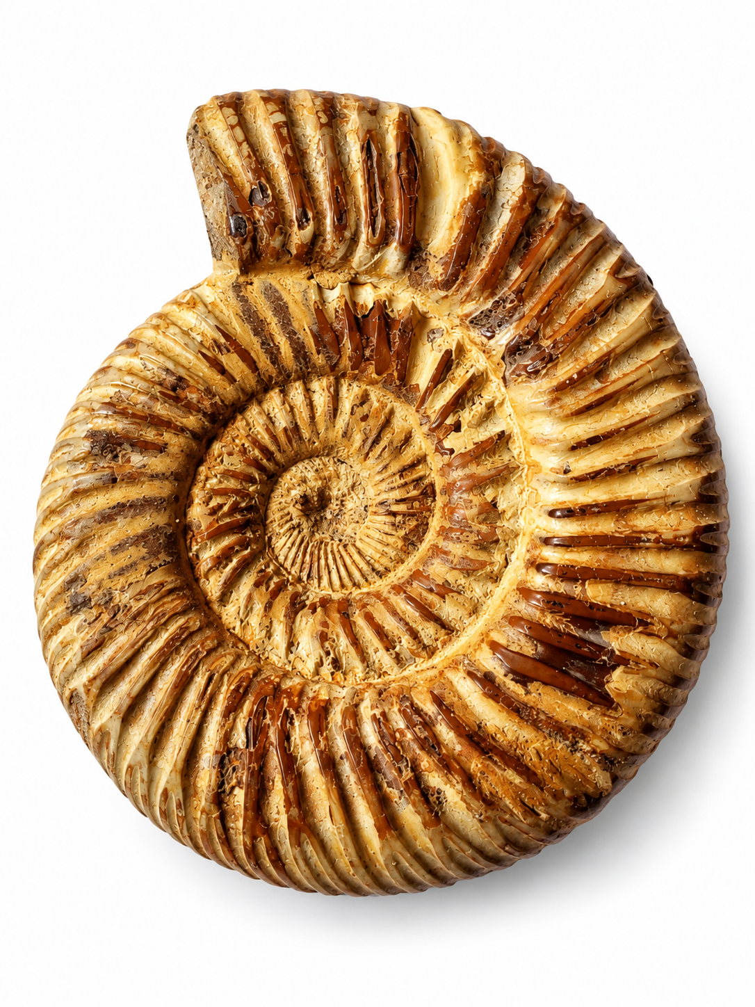 Amonit – přírodní zkamenělina z Maroka, 184 g