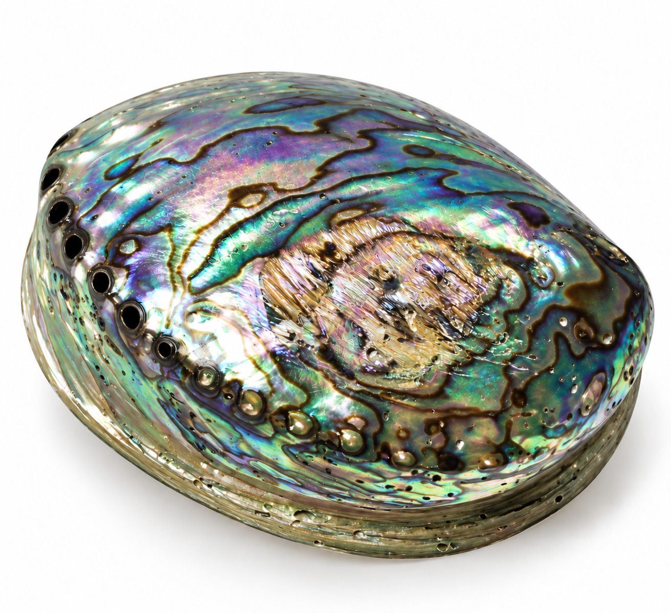 Mušle Paua Abalone – přírodní perleťová mušle z Nového Zélandu, 12 × 9 cm