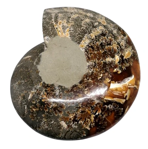 Exkluzivní miska z amonitu – leštěná fosilie 18 cm, 786 g | Amonitová dekorace