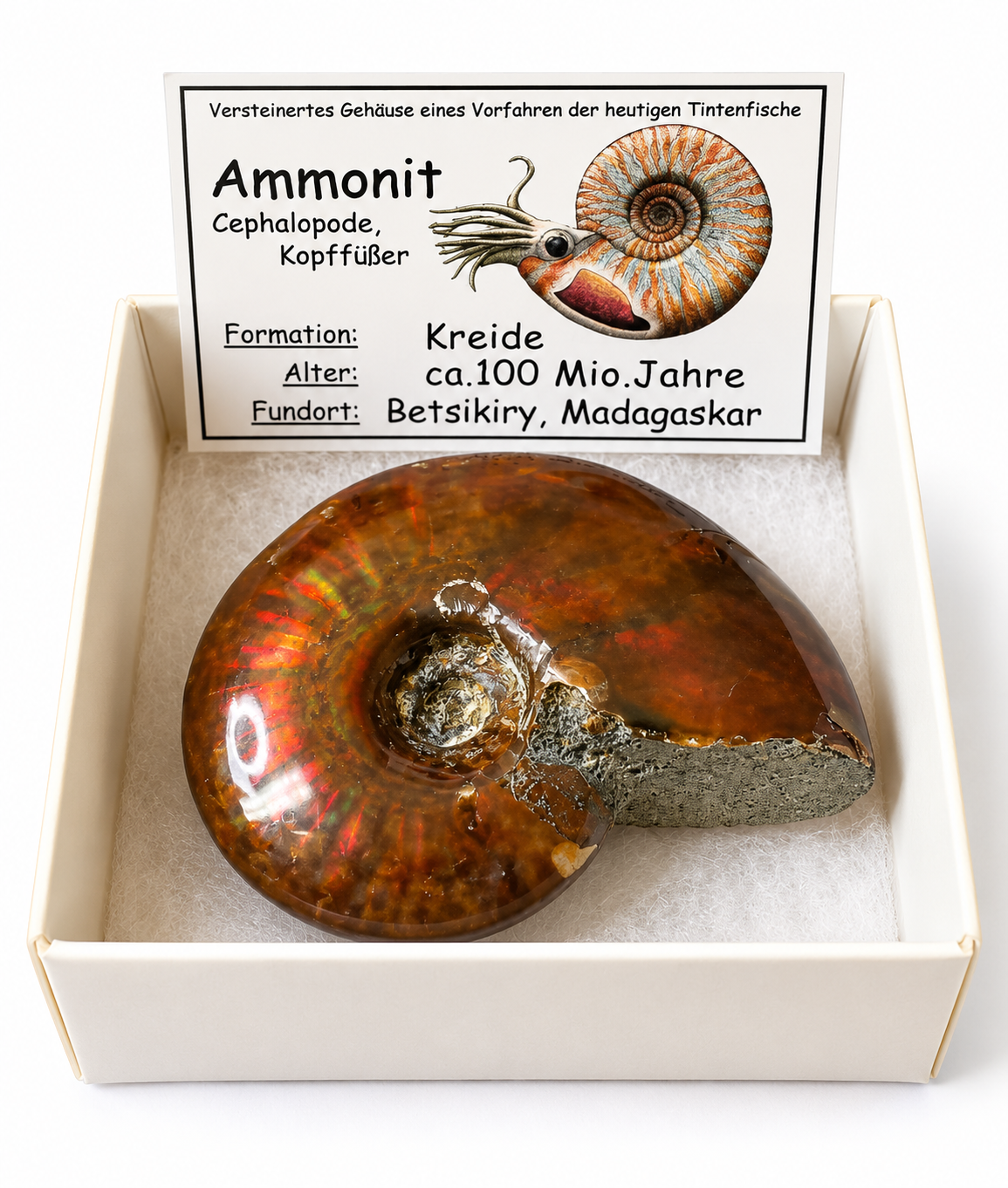 Amonit celý 4-5 cm s popisem v krabičce, Madagaskar