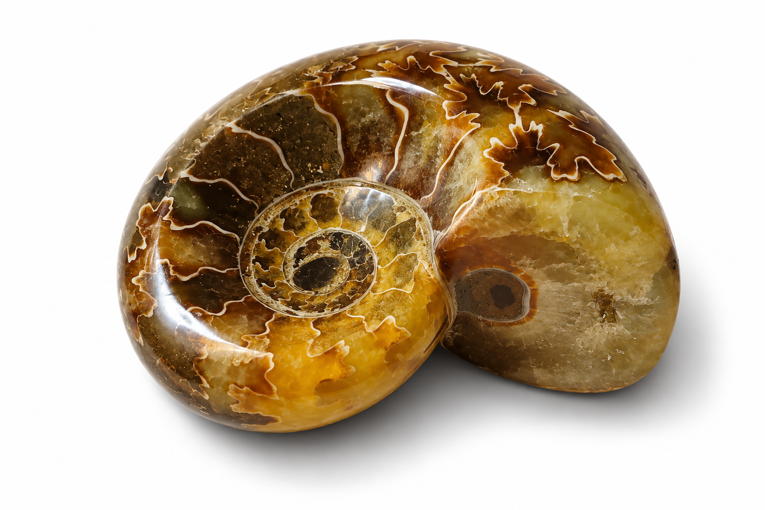 Amonit – leštěná fosilie z Madagaskaru, 125 g