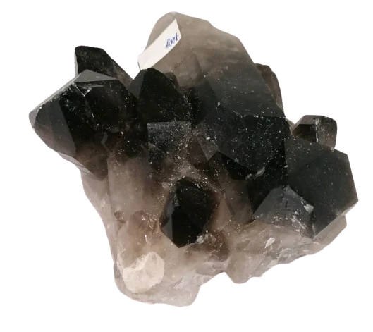 Zahnědová drůza velká, velké hroty, 940 g