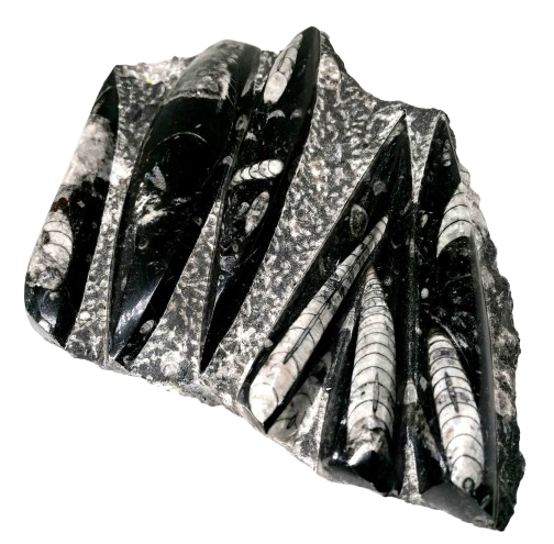 Orthoceras na desce - velký, krásný kus 1,5 kg