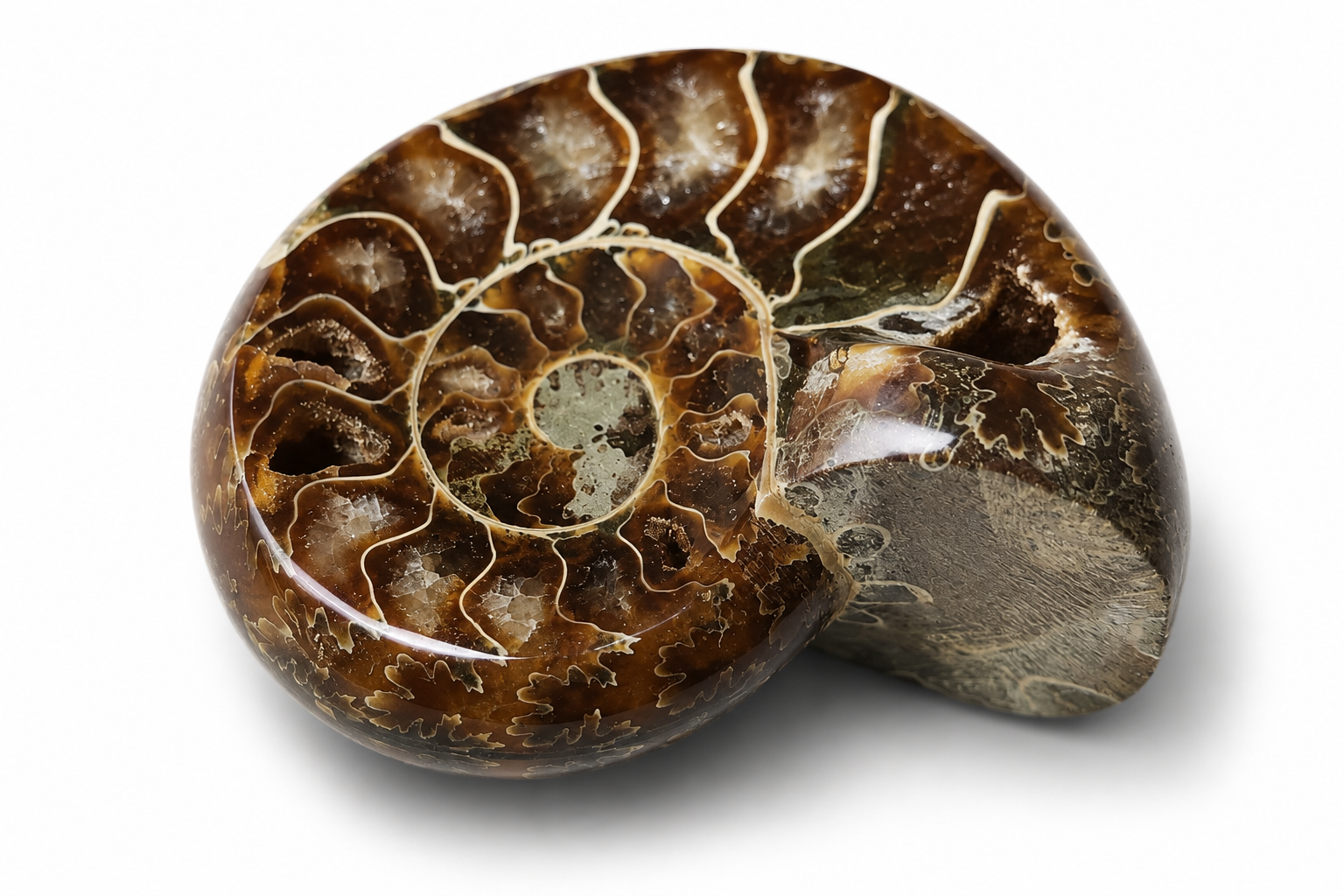 Amonit – leštěná fosilie z Madagaskaru, 109 g