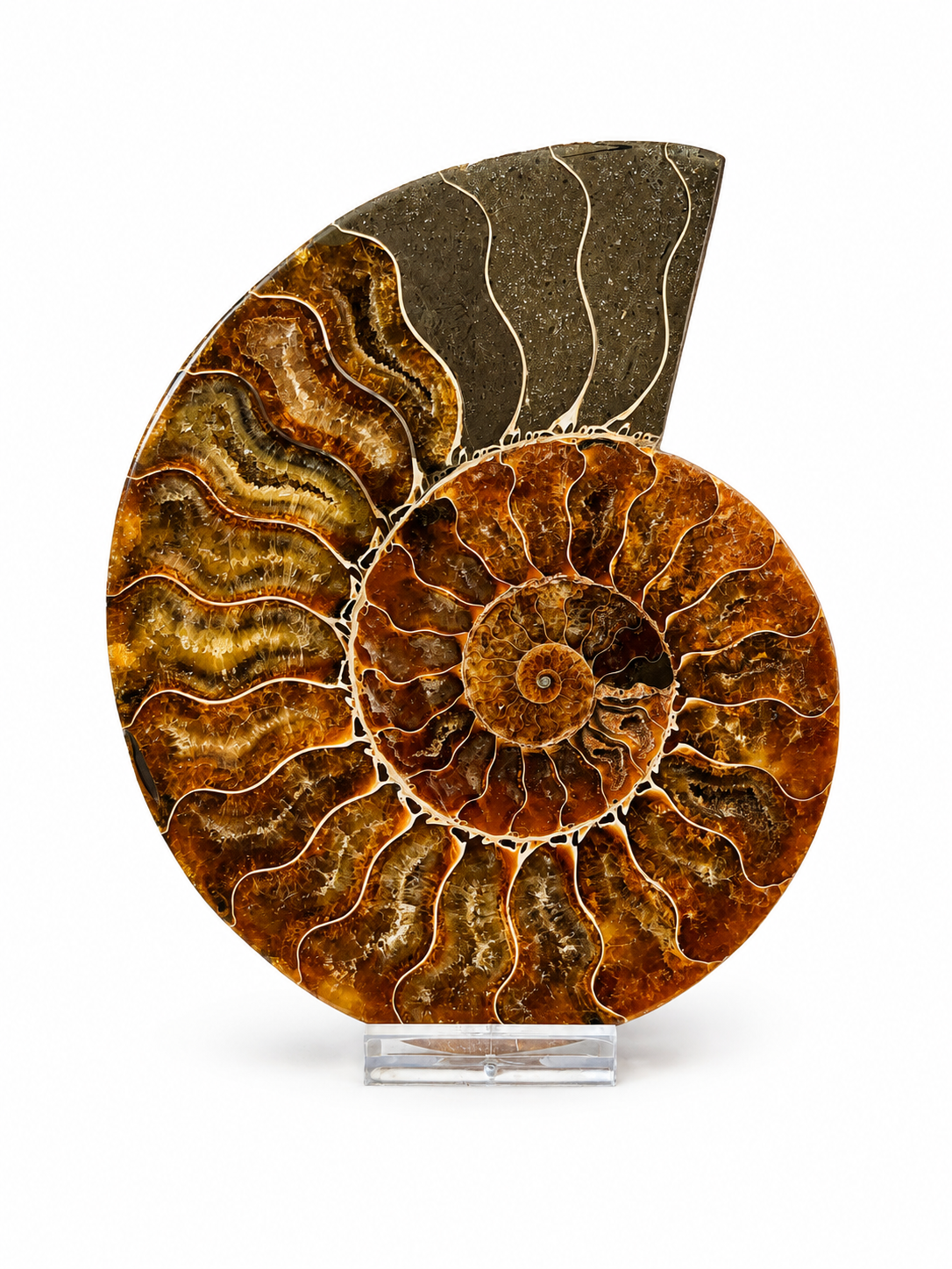 Amonit – velký pár 810 g | 15,5 × 12 × 1,6 cm | Madagaskar