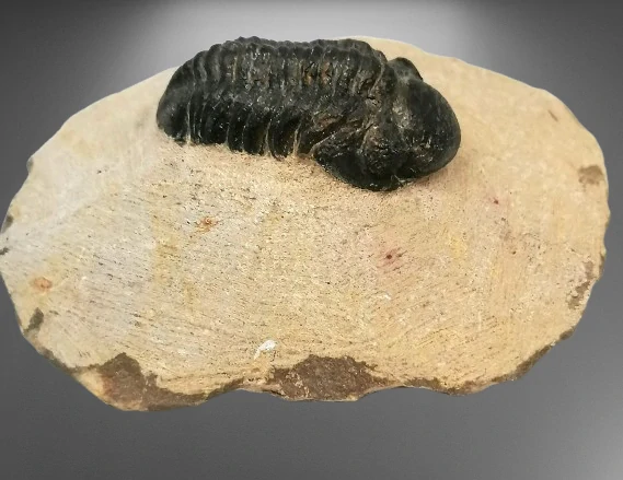 Trilobit Phacops 125 g