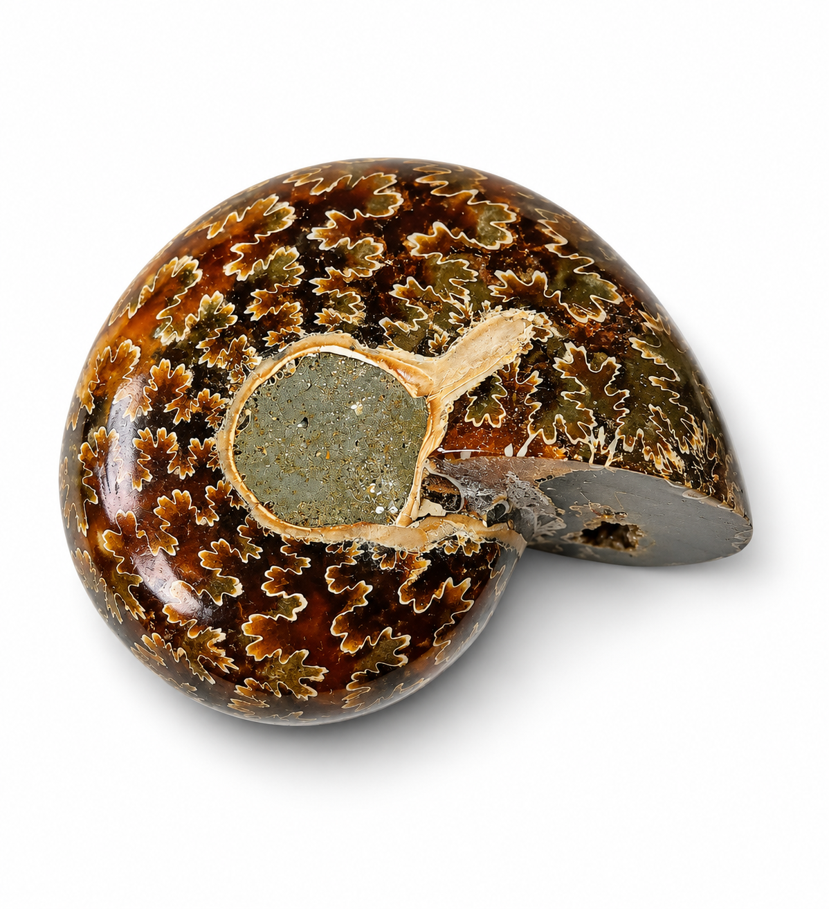 Amonit – leštěná fosilie z Madagaskaru, 112 g