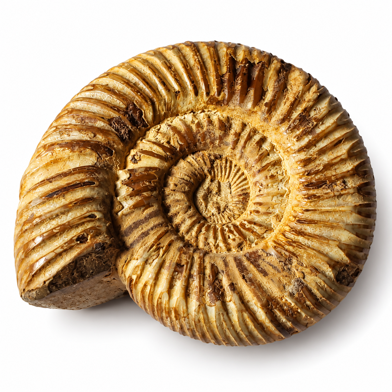 Amonit – přírodní zkamenělina z Maroka, 184 g