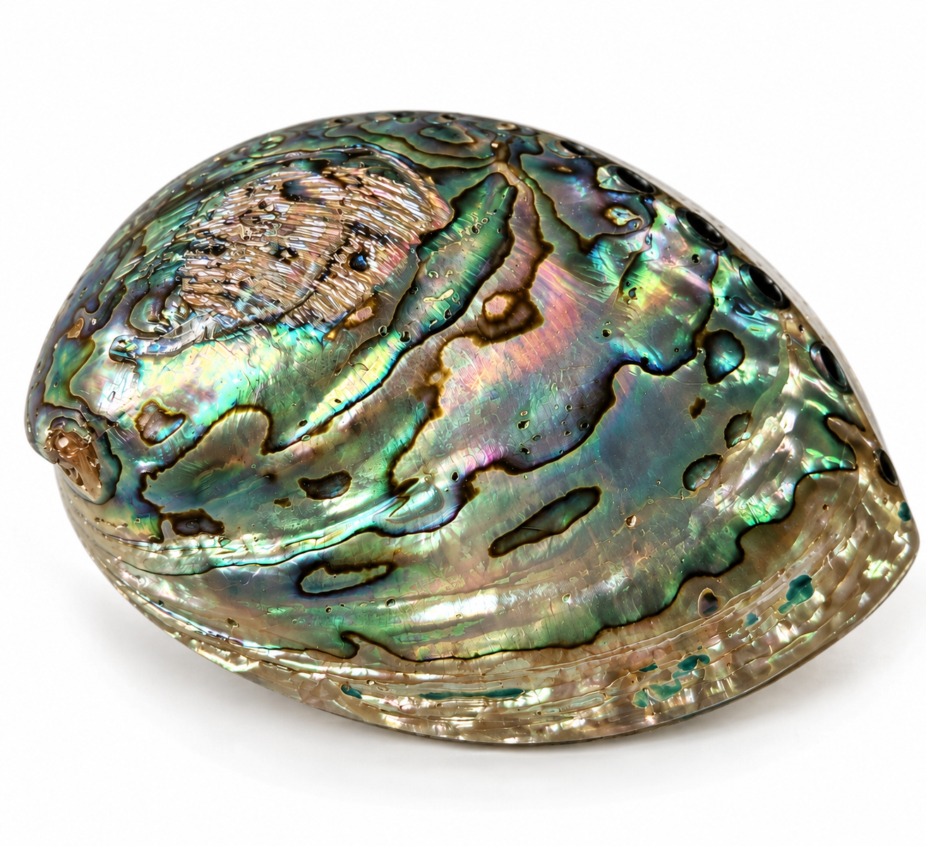 Mušle Paua Abalone – přírodní perleťová mušle z Nového Zélandu, 12 × 9 cm