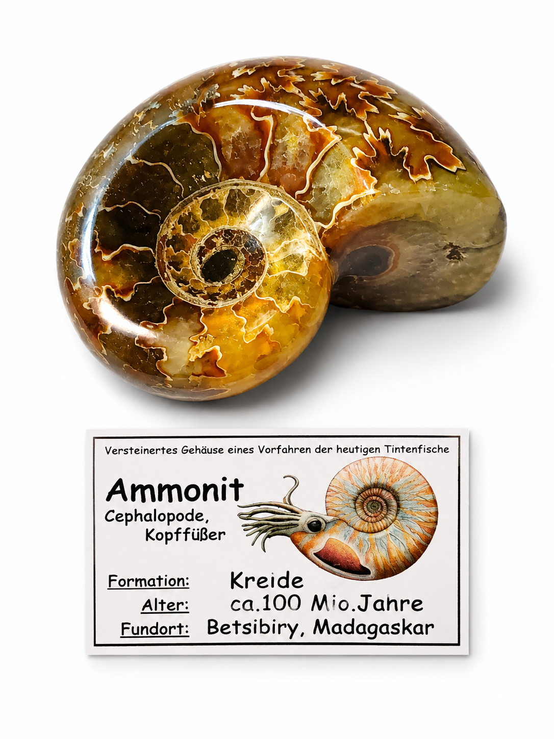 Amonit – leštěná fosilie z Madagaskaru, 125 g