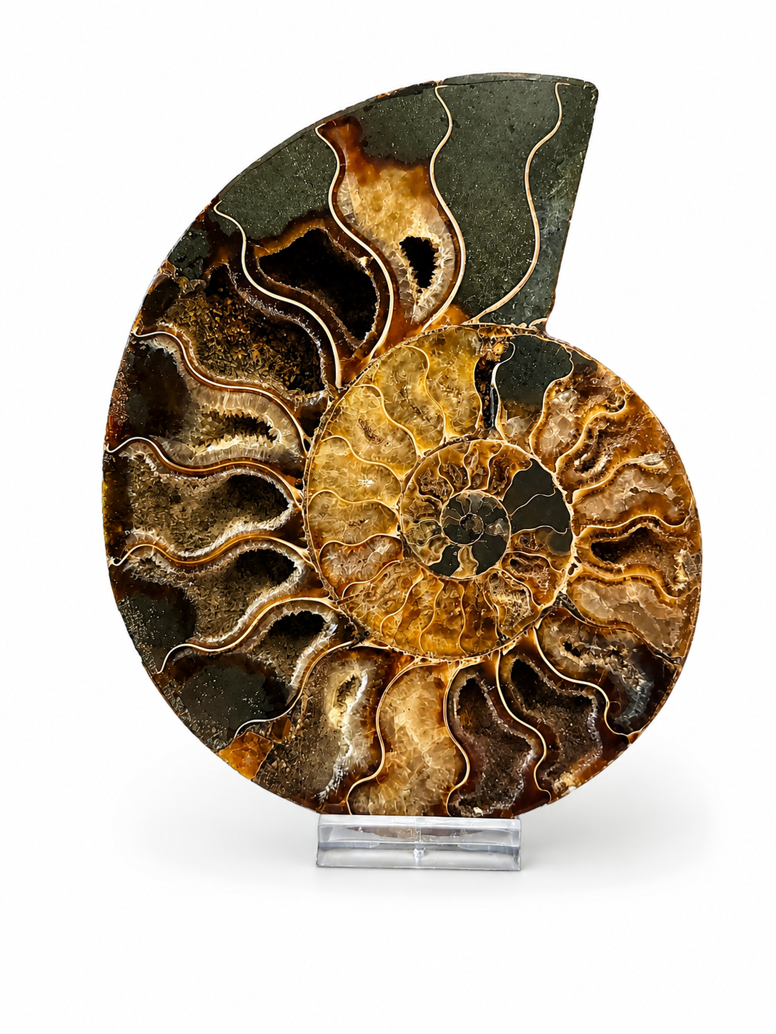 Amonit – velký pár 910 g | 16,5 × 12,5 × 2 cm | Madagaskar