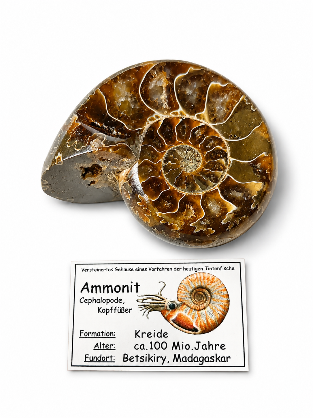 Amonit – leštěná fosilie z Madagaskaru, 112 g