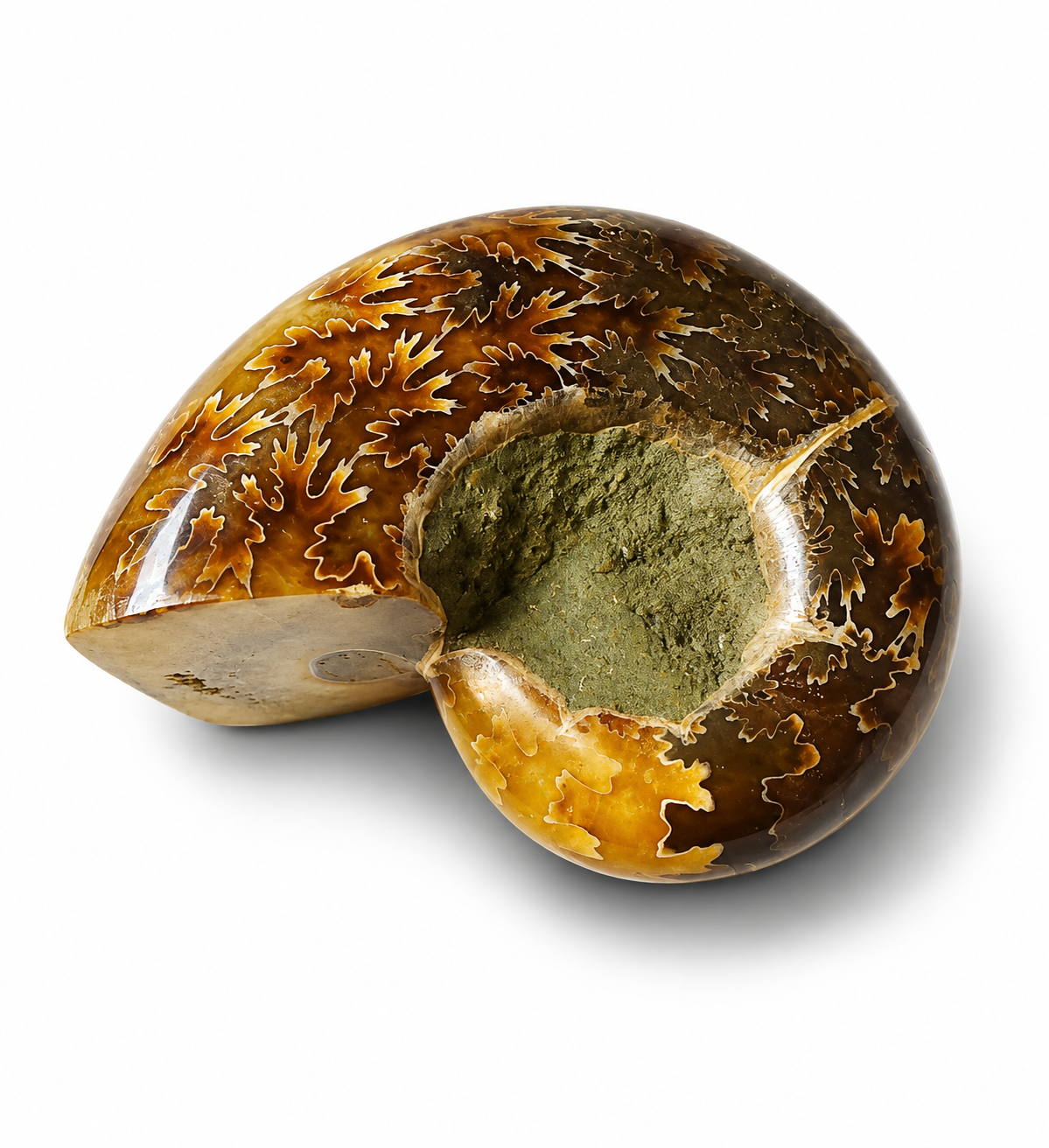 Amonit – leštěná fosilie z Madagaskaru, 125 g