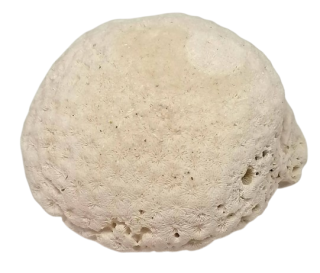 Přírodní korál z Mexika (Tulum) | surový dekorativní kus (20,6 g, 4 × 3 × 2,3 cm)