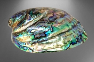 Exkluzivní mušle Paua-Abalone cca 12-13 cm