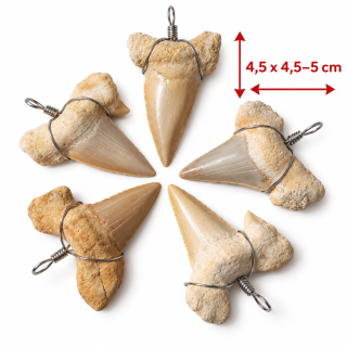 Fosilní žraločí zub OTODUS OBLIQUUS – velký přívěsek, /4,5cm/ Maroko