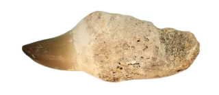 Mosasaurus fosilní zub s kostí 28 g