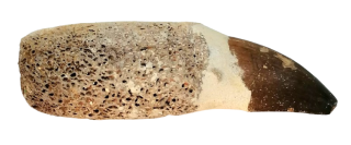 Mosasaurus fosilní zub s kostí 36 g