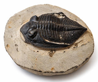 Trilobit Phacopida – fosilie z Maroka,431 g