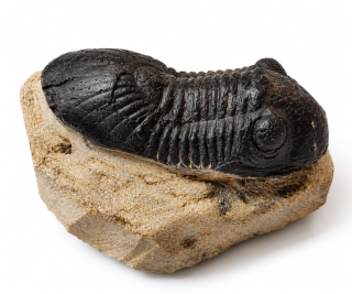 Trilobit Phacops – pravěká fosilie z Maroka, devon, 225 g