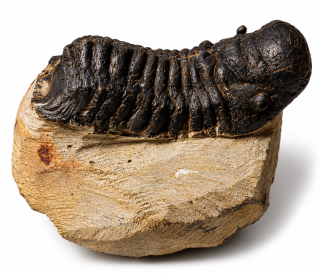 Trilobit Phacops – pravěká fosilie z Maroka, devon,