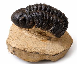 Trilobit Phacops – pravěká fosilie z Maroka, devon,