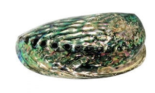 Exkluzivní mušle Paua cca 13 cm