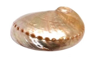 Novinka exkluzivní mušle Paua světlá 13,5 cm