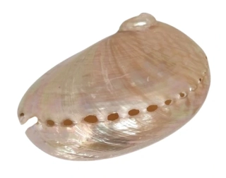 Novinka exkluzivní mušle Paua světlá 14 cm