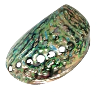 Exkluzivní mušle Paua-Abalone 12,5 cm, Nový Zéland