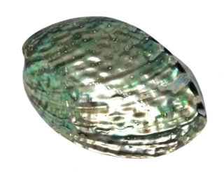 Exkluzivní mušle Paua-Abalone 12 cm, Nový Zéland