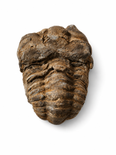 Trilobit v B. kvalitě, 89 g