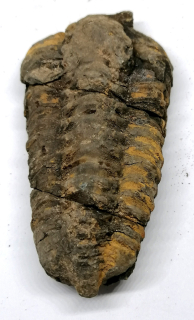 Trilobit v B. kvalitě, 96 g