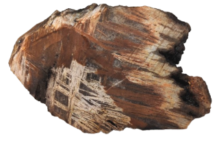 Zkamenělé dřevo s jaspisem – přírodní fosilie z Krušných hor 688 g