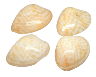 Přírodní mexická mušle střední velikosti (cca 6–7 cm) | výprodej, 1 ks