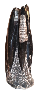 Orthoceras sloup - Maroko 1,34 kg