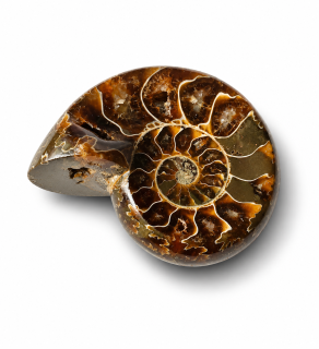 Amonit – leštěná fosilie z Madagaskaru, 112 g