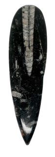 Orthoceras – fosilie 86 g | Pravěký zkamenělý hlavonožec